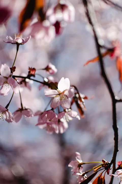 Sakura Branch Phone Wallpaper · petals · 1440×2160