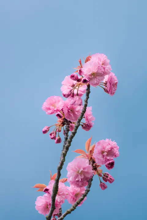 Sakura Branch Phone Wallpaper · petals · 1440×2160