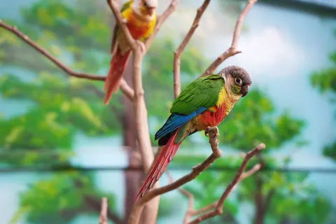 Fondo de pantalla Ave Tropical 4K · animals · 3840×2560