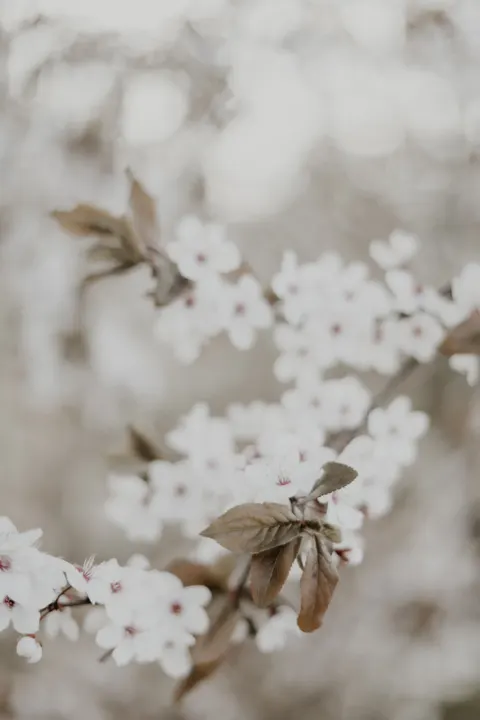 Sakura Branch Phone Wallpaper · petals · 1440×2160