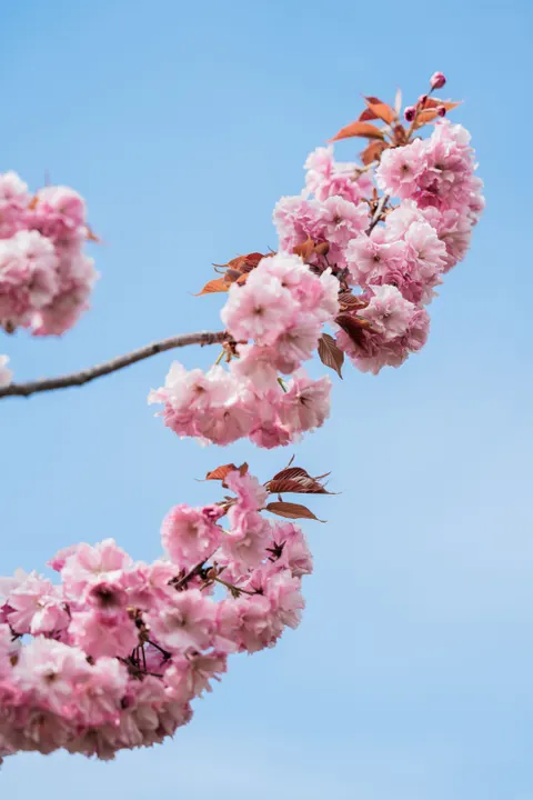 Sakura Branch Phone Wallpaper · petals · 1440×2160