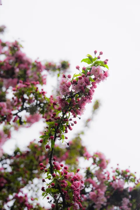 Sakura Branch Phone Wallpaper · petals · 1440×2160