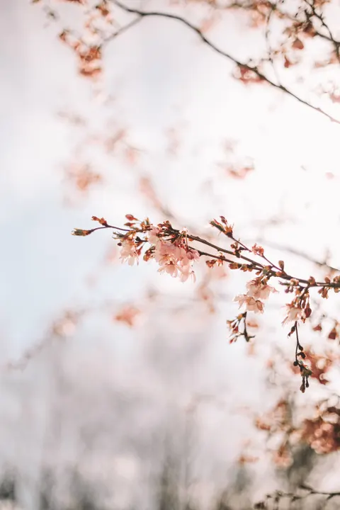Sakura Branch Phone Wallpaper · petals · 1440×2160
