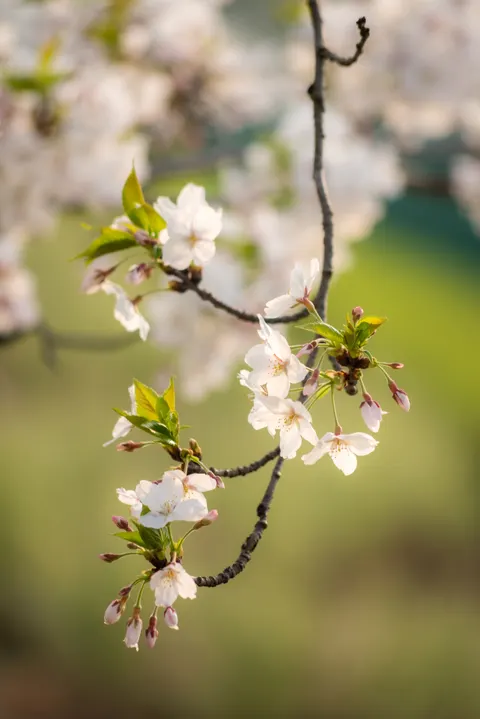 Sakura Branch Phone Wallpaper · petals · 1440×2158
