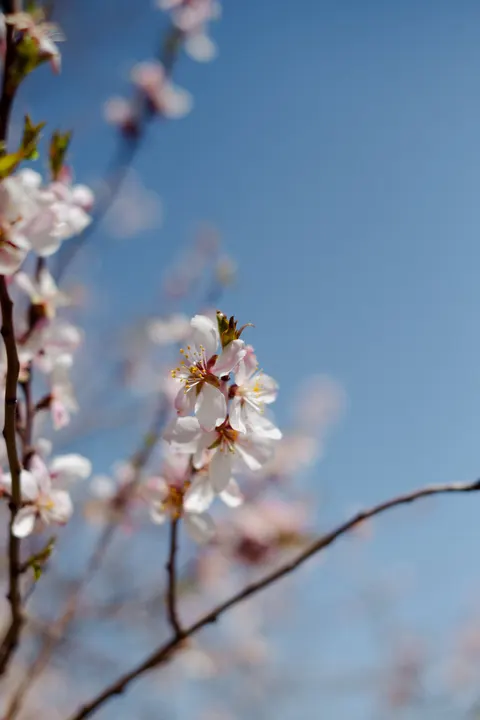 شاخه شکوفه گیلاس والپیپر موبایل · petals · 1440×2160