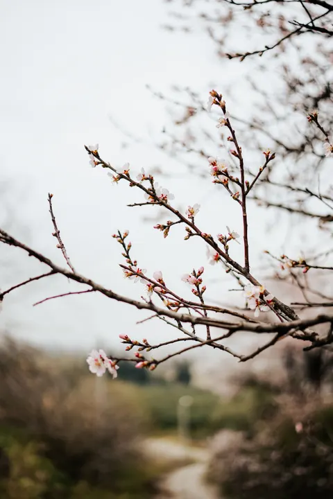 Sakura Branch Phone Wallpaper · petals · 1440×2160
