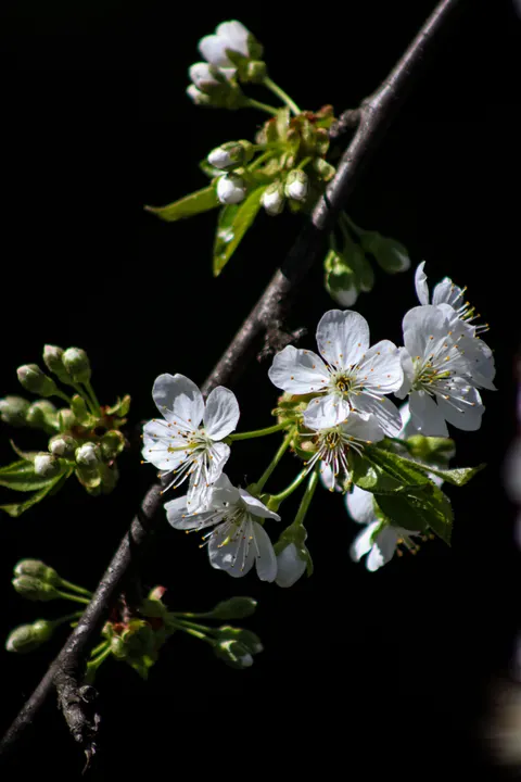 Sakura Branch Phone Wallpaper · petals · 1440×2160