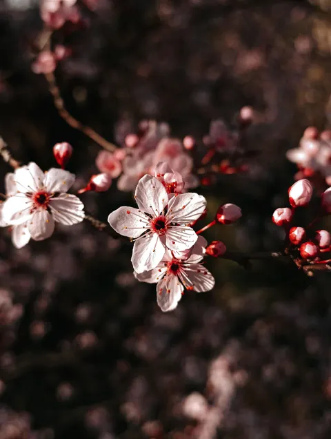 Sakura Branch Phone Wallpaper · petals · 1440×1913