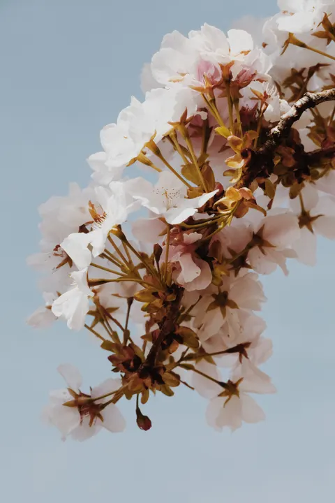 Sakura Branch Phone Wallpaper · petals · 1440×2160