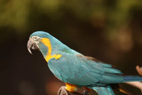 والپیپر پرنده استوایی با کیفیت 4K · animals · 3840×2561