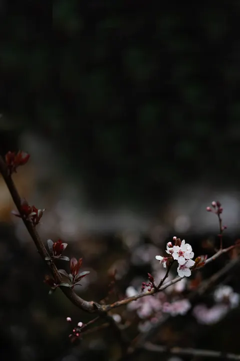 Sakura Branch Phone Wallpaper · petals · 1440×2159