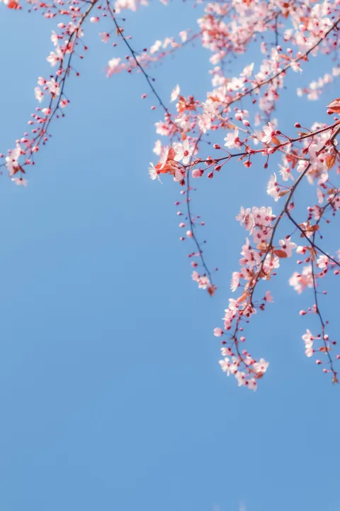 Sakura Branch Phone Wallpaper · petals · 1440×2160