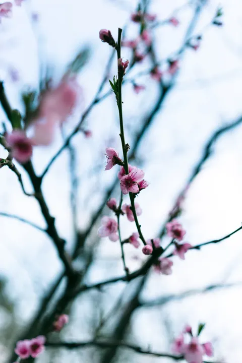 Sakura Branch Phone Wallpaper · petals · 1440×2160