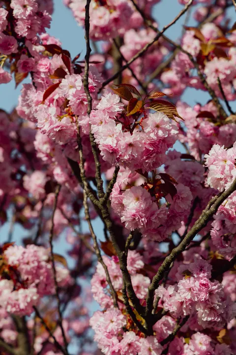 Sakura Branch Phone Wallpaper · petals · 1440×2160