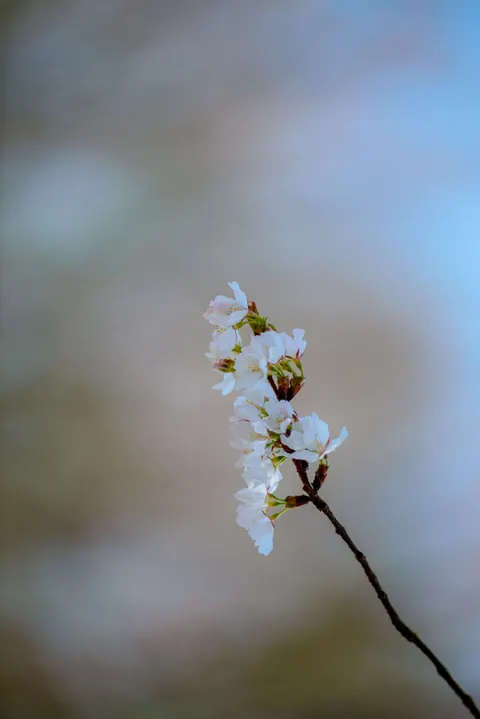 Sakura Branch Phone Wallpaper · petals · 1440×2157