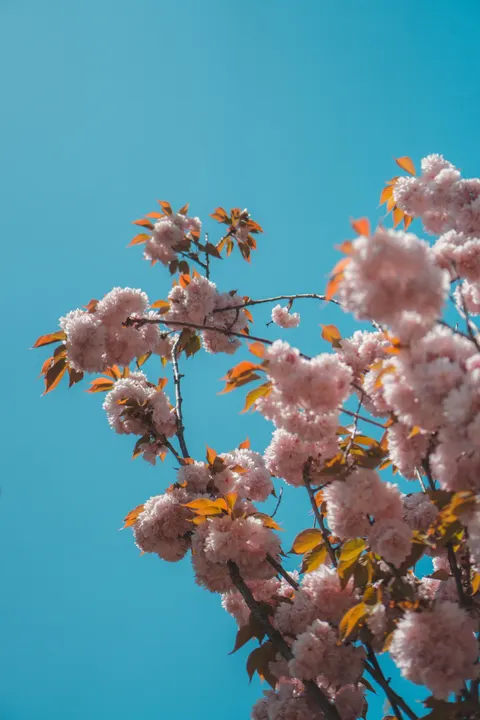 Sakura Branch Phone Wallpaper · petals · 1440×2160