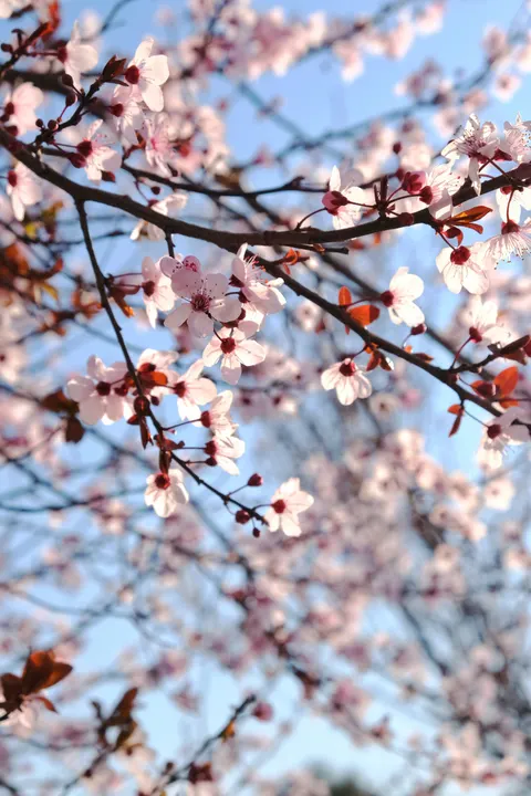 Sakura Branch Phone Wallpaper · petals · 1440×2160