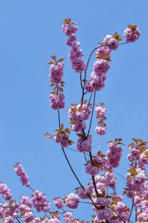 Sakura Branch Phone Wallpaper · petals · 1440×2166