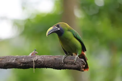 उष्णकटिबंधीय पक्षी 4K वॉलपेपर · animals · 3840×2561