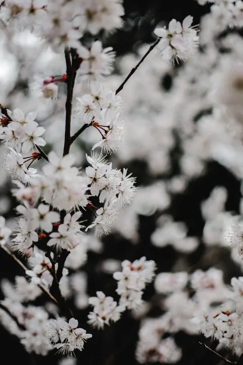 Sakura Branch Phone Wallpaper · petals · 1440×2160