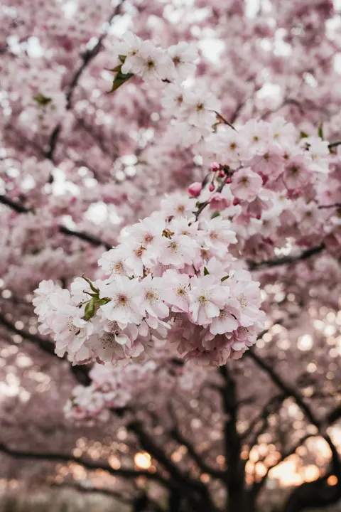 Sakura Branch Phone Wallpaper · petals · 1440×2160