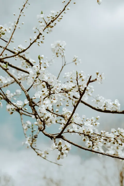 Sakura Branch Phone Wallpaper · petals · 1440×2160