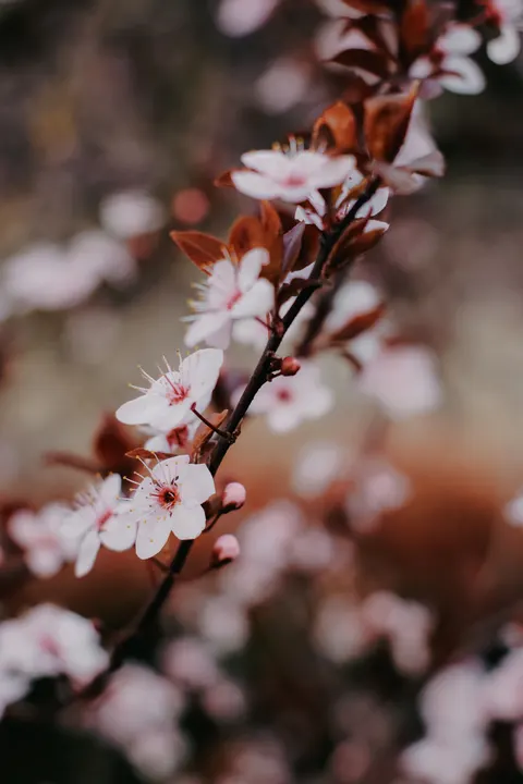 Sakura Branch Phone Wallpaper · petals · 1440×2160