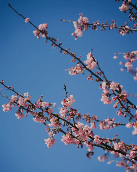 Sakura Branch Phone Wallpaper · petals · 1440×1800