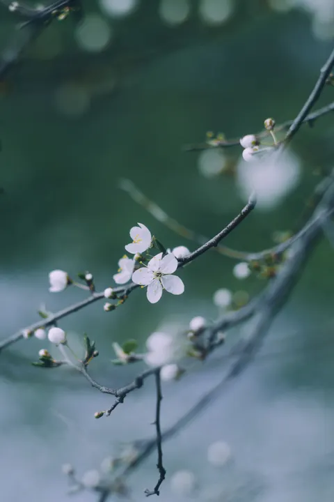 Fond d'écran mobile Branche de Sakura · petals · 1440×2160