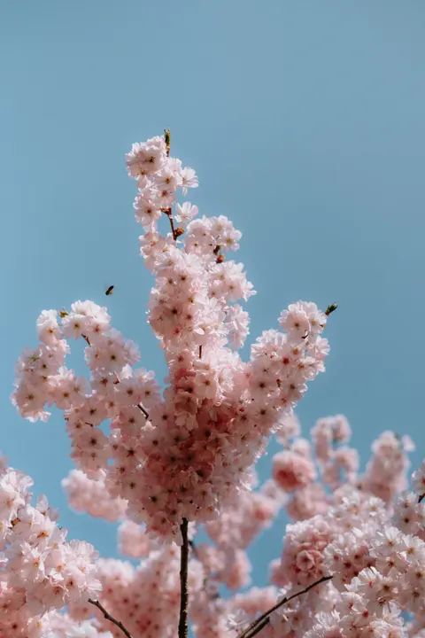Sakura Branch Phone Wallpaper · petals · 1440×2160