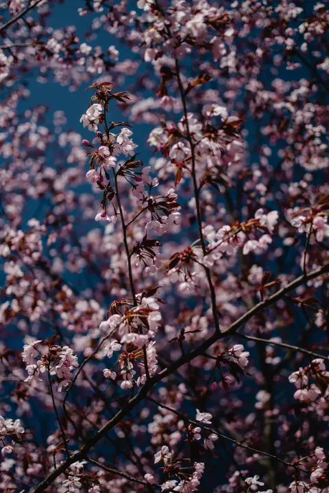 Sakura Branch Phone Wallpaper · petals · 1440×2160