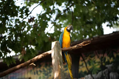 خلفية طائر استوائي بدقة 4K · animals · 3840×2563