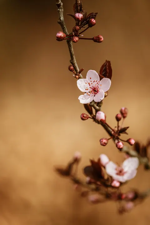 Sakura Branch Phone Wallpaper · petals · 1440×2160