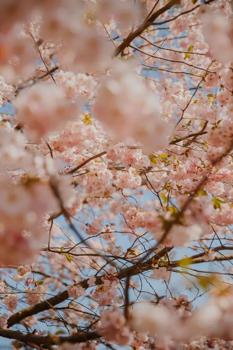 Sakura Branch Phone Wallpaper · petals · 1440×2160