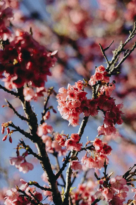 Sakura Branch Phone Wallpaper · petals · 1440×2159