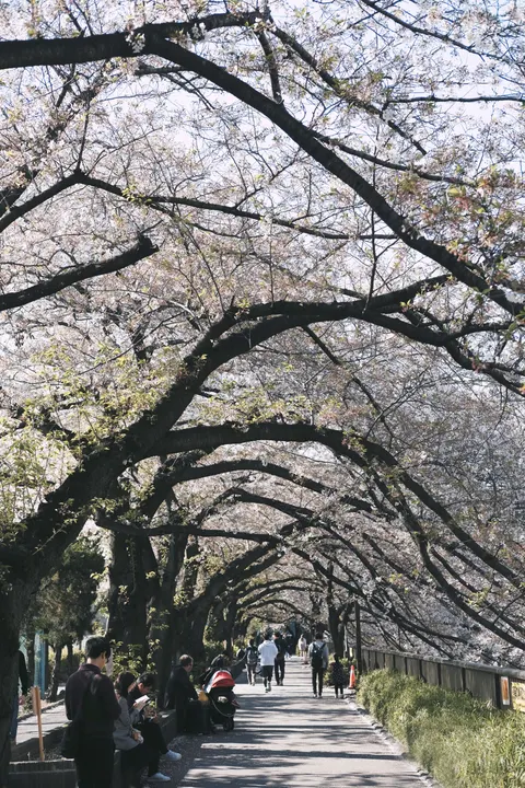 Sakura Branch Phone Wallpaper · petals · 1440×2160