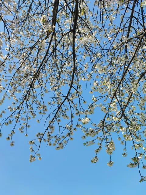 Sakura Branch Phone Wallpaper · petals · 1440×1920