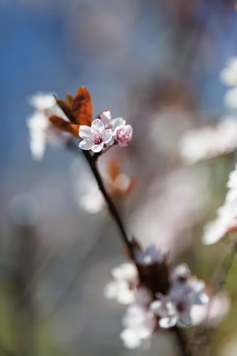Kirschblütenzweig Handy-Hintergrundbild · petals · 1440×2160