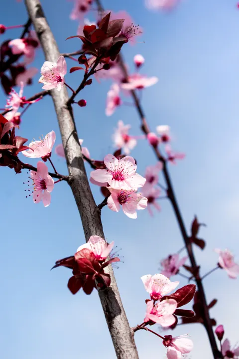 Sakura Branch Phone Wallpaper · petals · 1440×2160