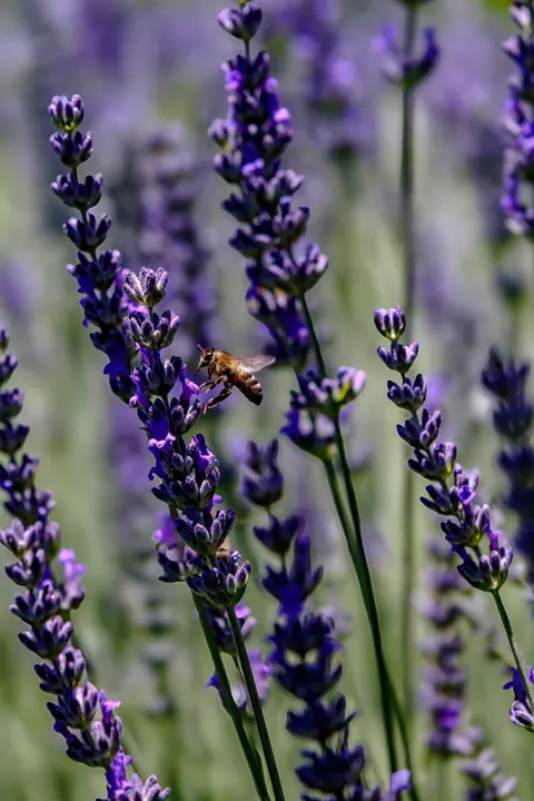 Lavender Phone Wallpaper · petals · 1440×2160