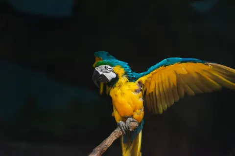 خلفية طائر استوائي بدقة 4K · animals · 3840×2563