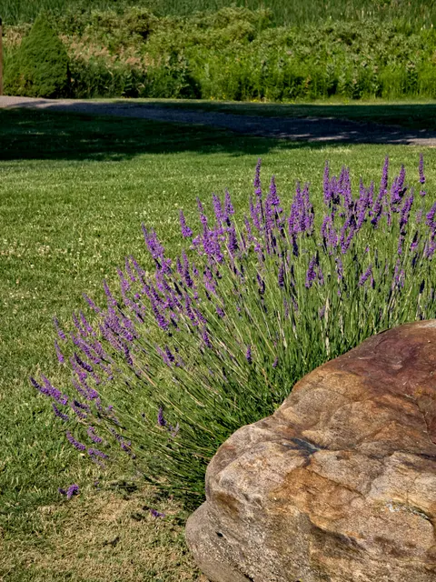 Lavender Phone Wallpaper · petals · 1440×1920