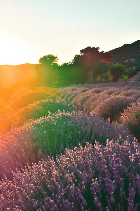Lavender Phone Wallpaper · petals · 1440×2160