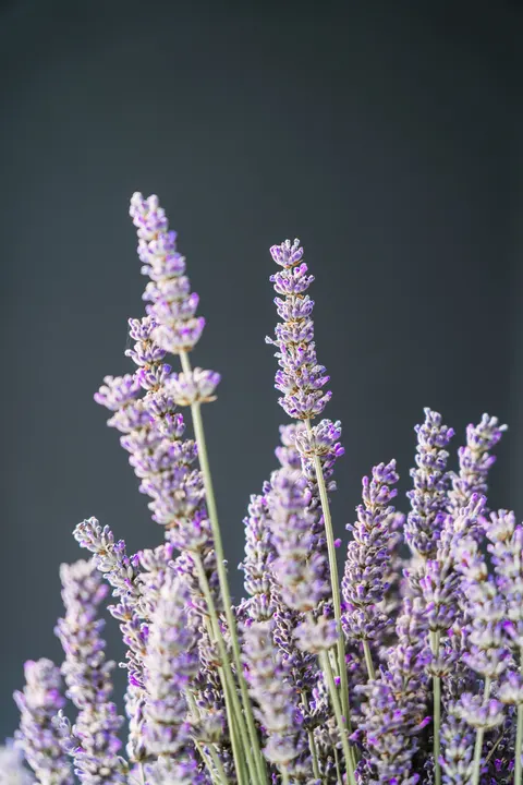 Lavender Phone Wallpaper · petals · 1440×2160