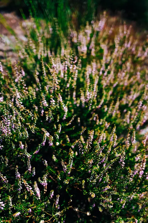 Lavender Phone Wallpaper · petals · 1440×2164