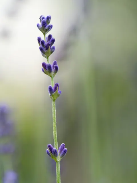 Lavanda Sfondo per Telefono · petals · 1440×1920