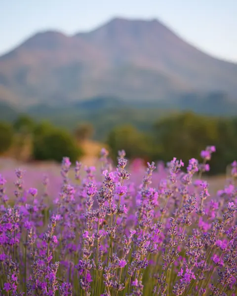 Lavender Phone Wallpaper · petals · 1440×1800