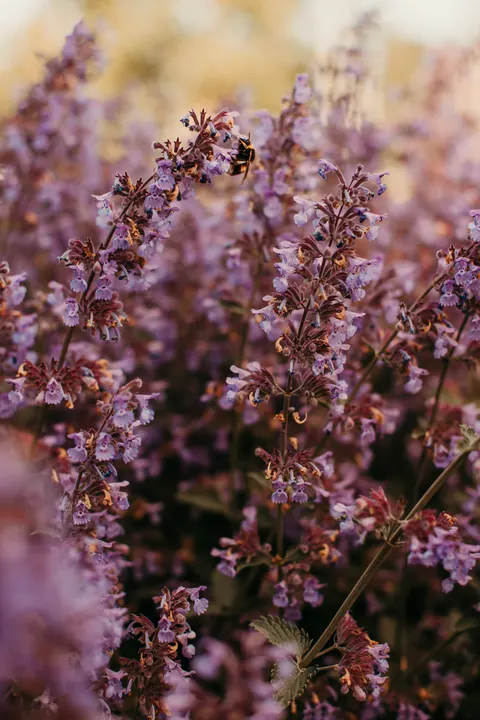Lavender Phone Wallpaper · petals · 1440×2160