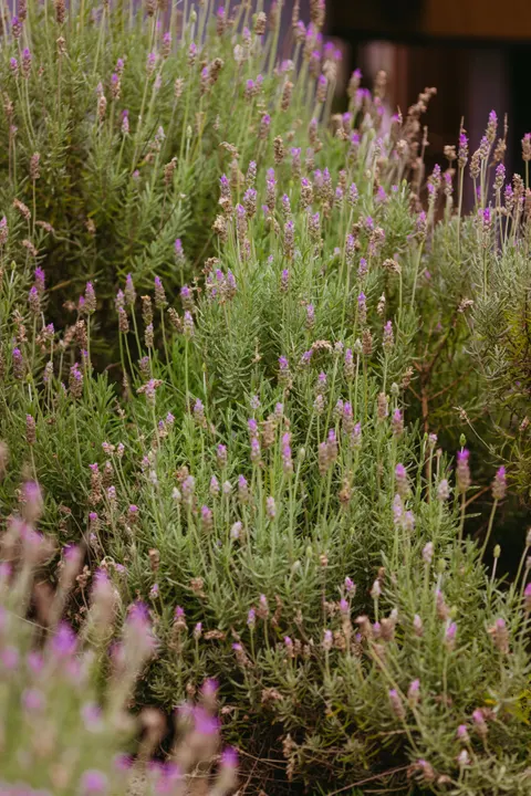 Lavender Phone Wallpaper · petals · 1440×2159