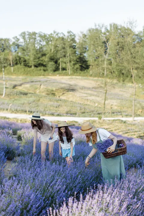 Lavender Phone Wallpaper · petals · 1440×2160